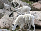 PICTURES/Mount Evans and The Highest Paved Road in N.A - Denver CO/t_Goat Family1.jpg